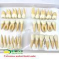 TOOTH06 (12578) Conjunto de Modelo de Estudo Dental Humano de Dentes Permanentes Individuais